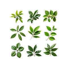 Collection of Nine Green Leaves Isolated on Transparent Background