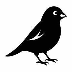Fototapeta premium Sleek Black Silhouette of a Canary