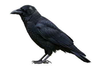 Ravens Majesty A striking portrait of a sleek dark crow against the black