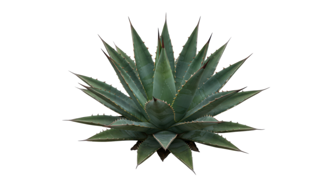 Pointed agave plant with sharp leaves. Beautiful botanical. Isolated on black background
