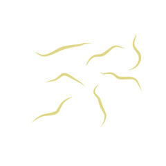 Illustration Ascaris