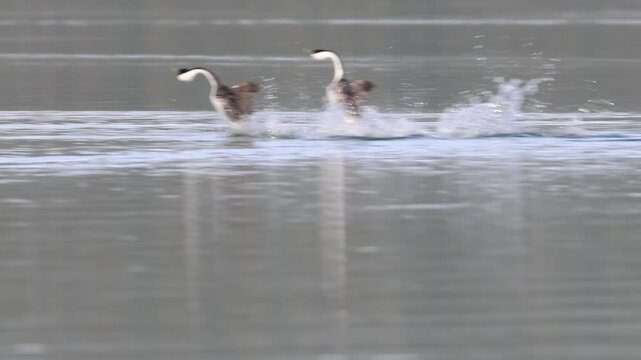 Super slow motion clip of a pair of western grebes (aechmophorus occidentalis) doing their mating rush in Eagle Lake in Lassen County California, USA.