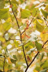 A Branch Of A Tree With Green And Yellow Le