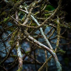 forest background Generative AI
