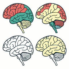 Detailed Brain Illustrations: Four Color Variations - Vector Graphics.