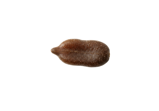 Solitary seed speckles of life on a dark plane anticipation