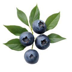 blueberries with leaves 
