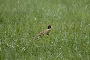 portrait of mongolian ringneck type common pheasant hiding in the grass