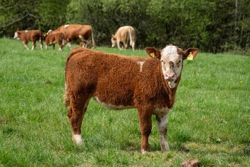 close up portrait of brown calf with white face