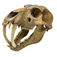 Obraz premium Smilodon skull fossil isolated on a transparent background