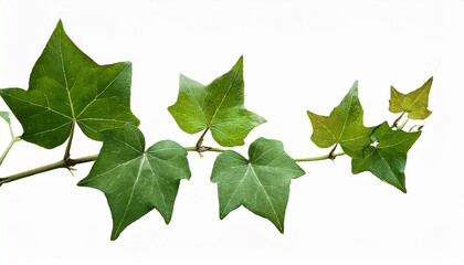 Fototapeta premium lush green ivy branches isolated on white background botanical illustration of cissus plant grape ivy vines perfect for nature themed designs isolated on transparent background