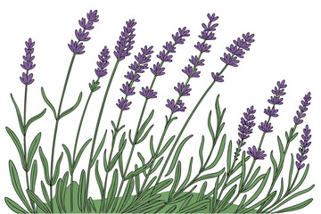 Obraz premium 2 Purple lavender field, vibrant floral arrangement, lush green foliage, botanical illustration, white background, detailed plant stems, aromatic herbs, garden border, natural texture, symmetrical com