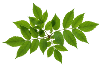 Sunlight filtering through a pinnately compound ash leaf illuminating its veins