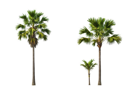 Three Borassus flabellifer trees stand tall against a stark black background