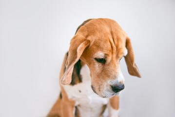 funny cute beagle dog looking