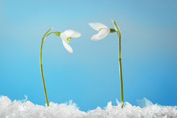 Beautiful snowdrops on snow against light blue background, closeup