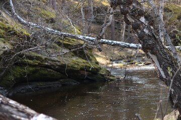 stream in the forest