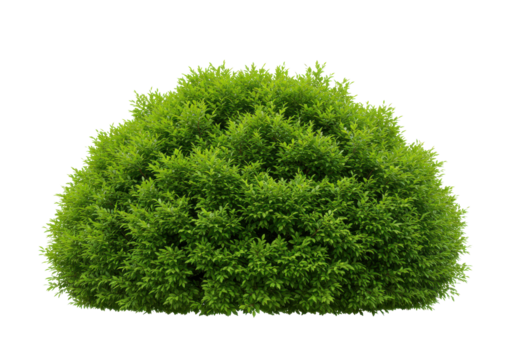 Verdant dome of vibrant green leaves against a black backdrop