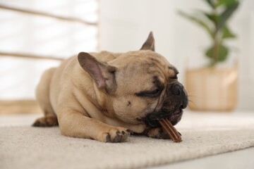 Adorable French bulldog dog chewing treat on floor at home