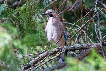 A Eurasian Jay (Garrulus glandarius) perches on a tree branch in a lush green forest.