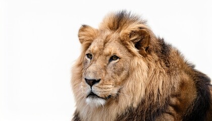 Fototapeta premium lion on white background