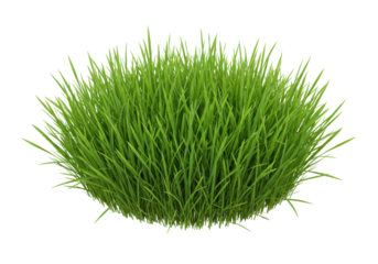 Vibrant green blades form a lush mound against stark black