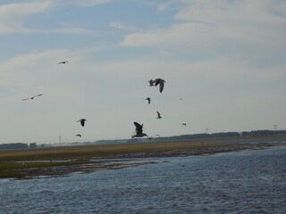 Flock of birds soaring above a tranquil river during a clear day in a serene landscape