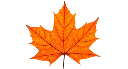 Fototapeta premium Vibrant orange maple leaf showing detailed veins on transparent background