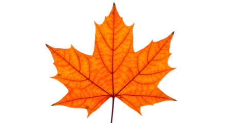 Vibrant orange maple leaf showing detailed veins on transparent background