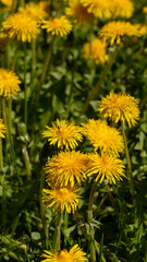 Dandelion blossom, bright and yellow spring flower