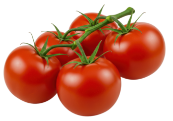 Vineripened cluster of five glossy red tomatoes verdant stems