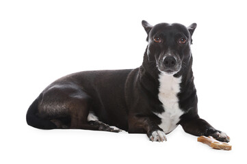 Cute dog with chewing bone on white background