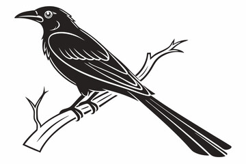 drongo sihouette black vector