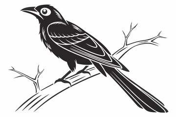 drongo sihouette black vector