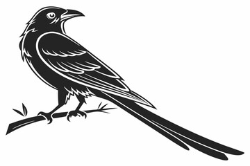 drongo sihouette black vector