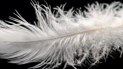 White feather close-up on transparent background, fluffy bird wing texture, symbol of purity, softness, dreamlike elegance