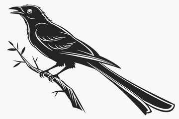 drongo sihouette black vector