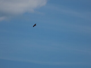 Bird soaring gracefully in a clear blue sky above a scenic landscape during a sunny day in late afternoon