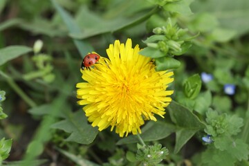 Cute ladybug on dandelion in garden, closeup