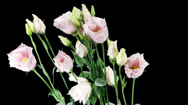 Beautiful White Eustoma Russellianum (Lisianthus) Flower Wilting on a Black Background Close Up. Japanese Rose Natural Color