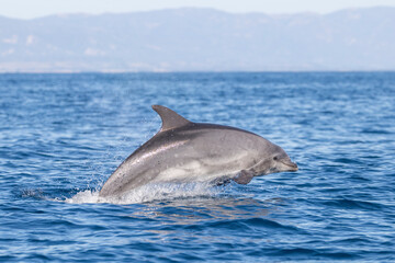 Fototapeta premium dolphin in the water, bottlenose, California 