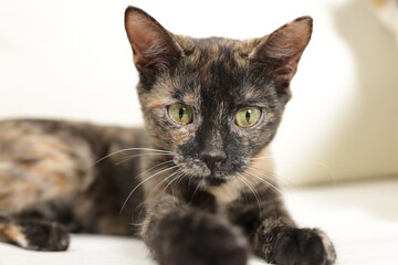 Portrait of cute calico cat on sofa indoors, closeup