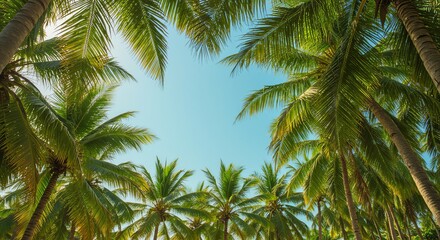Obraz premium Lush Tropical Paradise Palm Trees and Sunny Skies