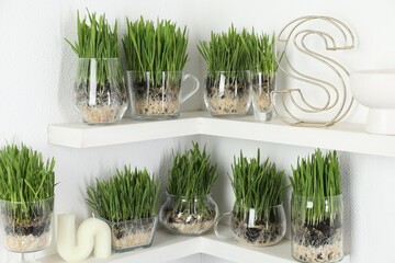 Wheat grass in transparent pots and decor on shelves near light wall