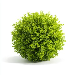Obraz premium Green bush sphere plant isolated on white background