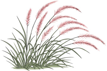7 Ornamental grass, pink feathery plumes, delicate foliage, soft green base, wispy texture, ethereal garden plant, pastel colors, white background, botanical illustration, landscape design element, dr