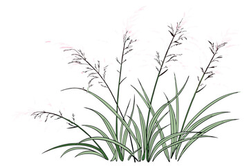 6 Ornamental grass, wispy green blades, clumping growth habit, isolated on white background, botanical illustration, detailed texture, soft lighting, natural plant form, decorative foliage, garden des