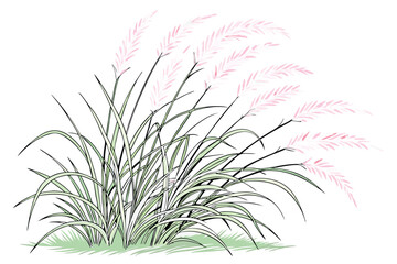 7 Ornamental grass, pink feathery plumes, delicate foliage, soft green base, wispy texture, ethereal garden plant, pastel colors, white background, botanical illustration, landscape design element, dr