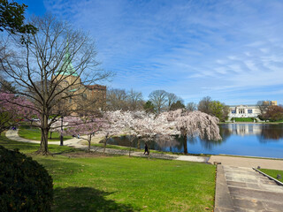Wade Lagoon in the University Circle district of Cleveland Ohio reflects the art museum at its far end amid flowering cherry trees in spring.