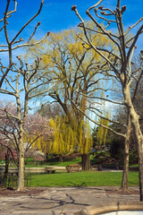 Sycamore trees ready to bud frame a large willow tree and smaller blossoming cherry trees in the University Circle district at Cleveland, Ohio.